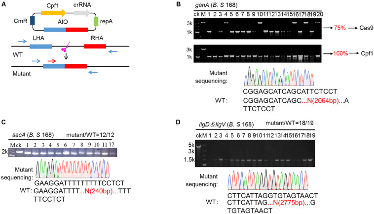 FIGURE 2