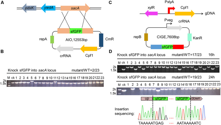 FIGURE 4