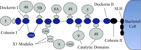 FIGURE 1.