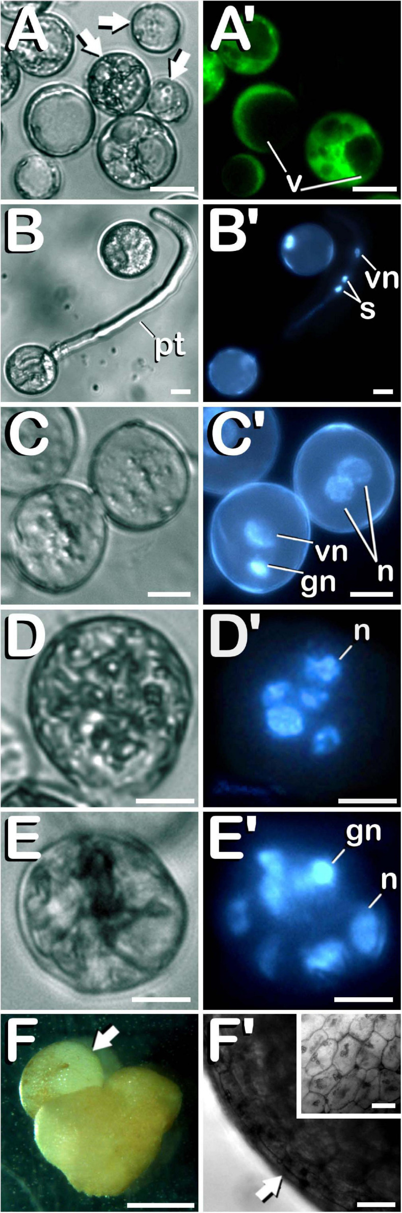 FIGURE 7