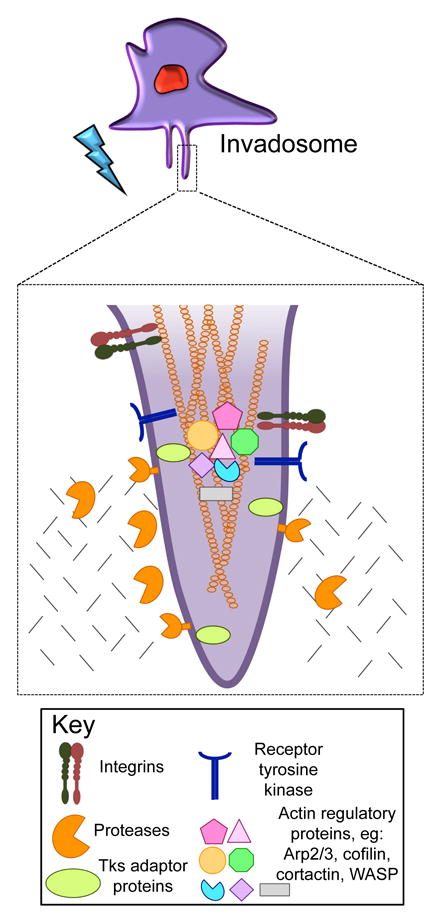 graphic file with name nihms879741u1.jpg