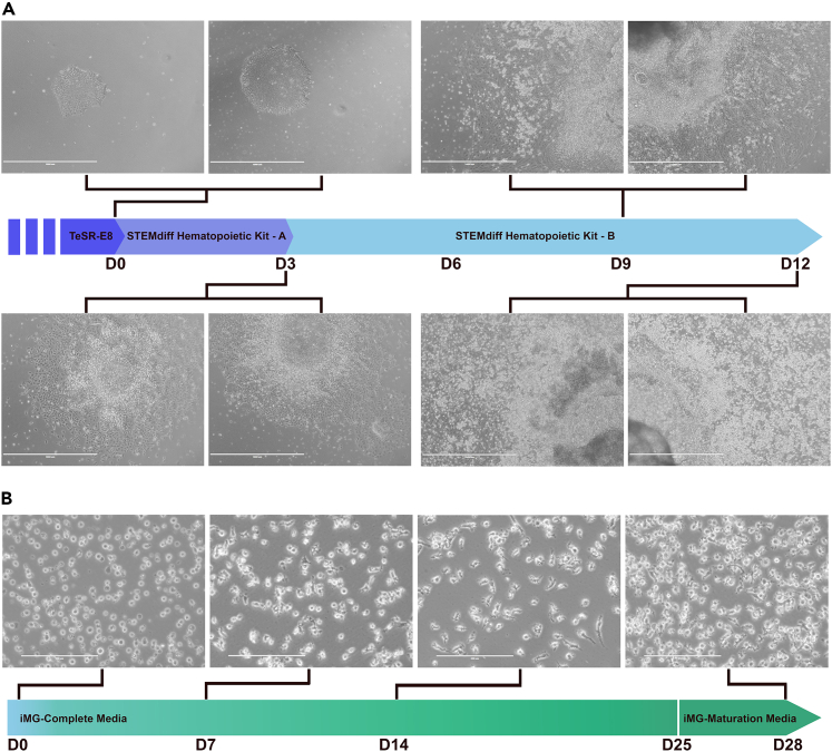 Figure 2
