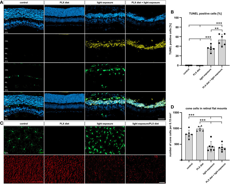 Microglia Depletion/repopulation Does Not Affect Light-induced Retinal ...