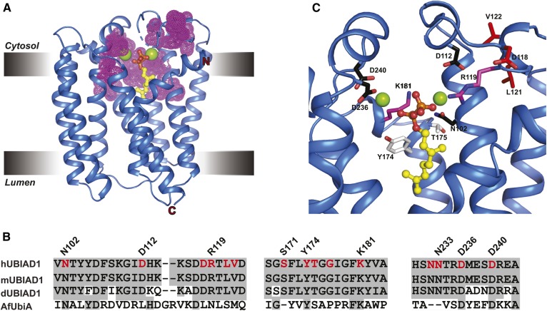 Fig. 6.