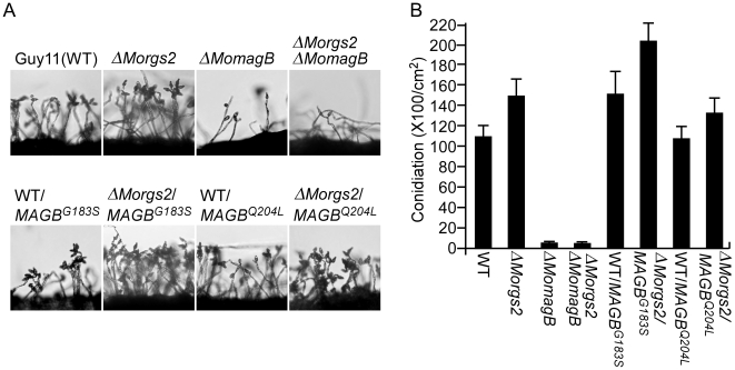 Figure 12