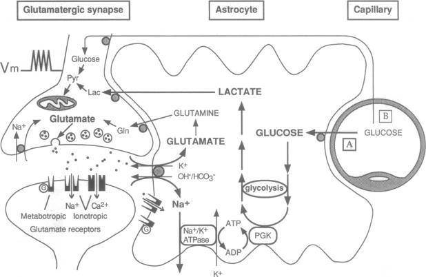 graphic file with name pnas01144-0395-a.jpg