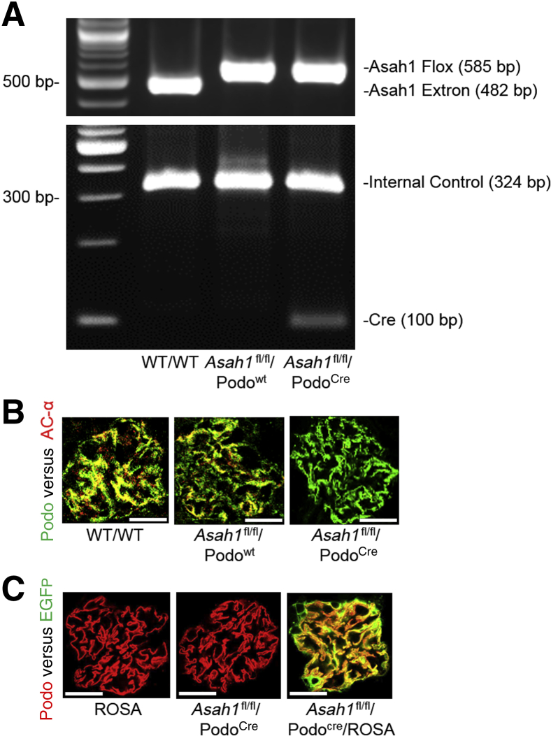 Figure 1