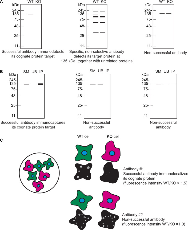 Figure 1—figure supplement 1.