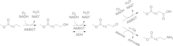 Scheme 12