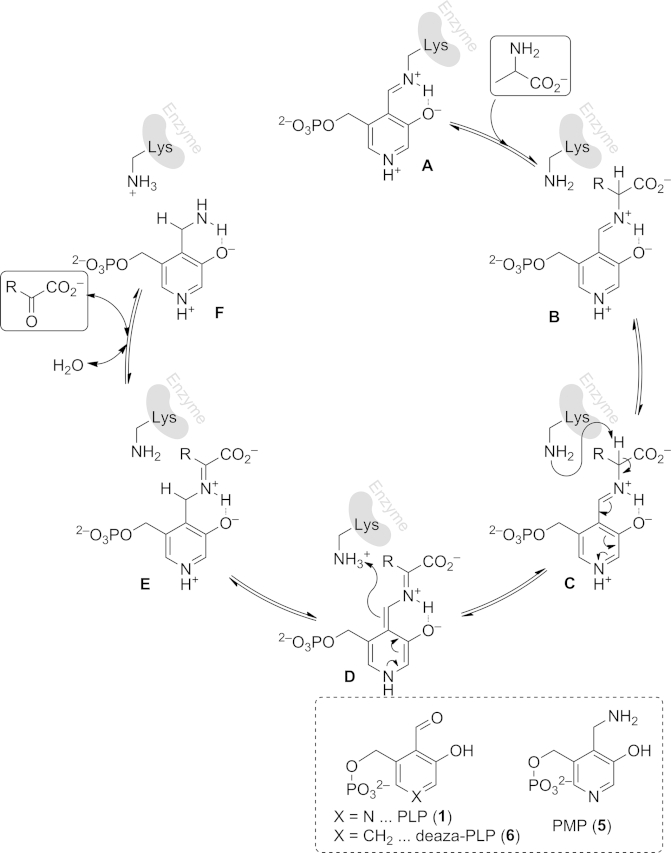 Scheme 5