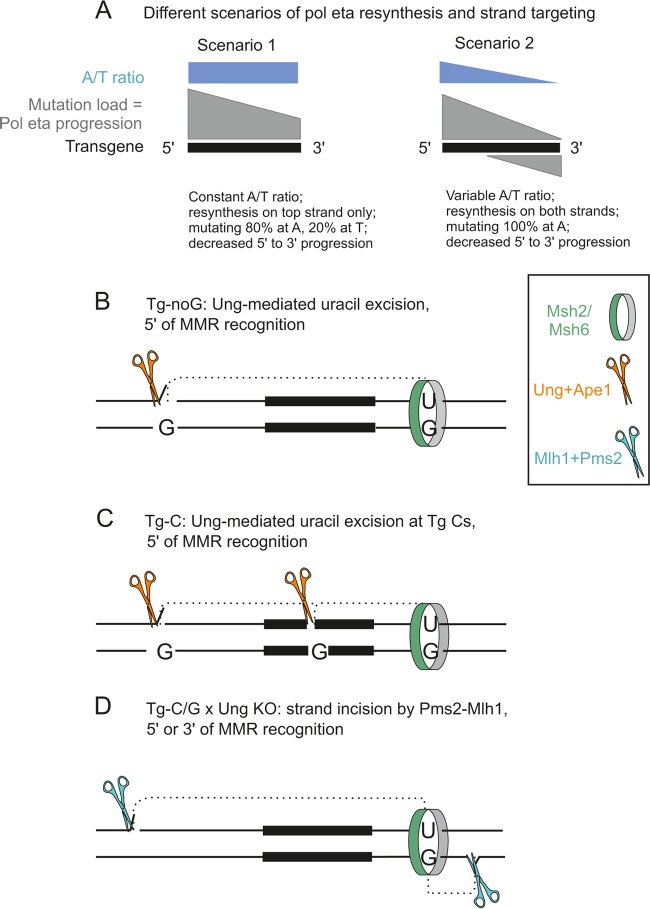 FIG 6