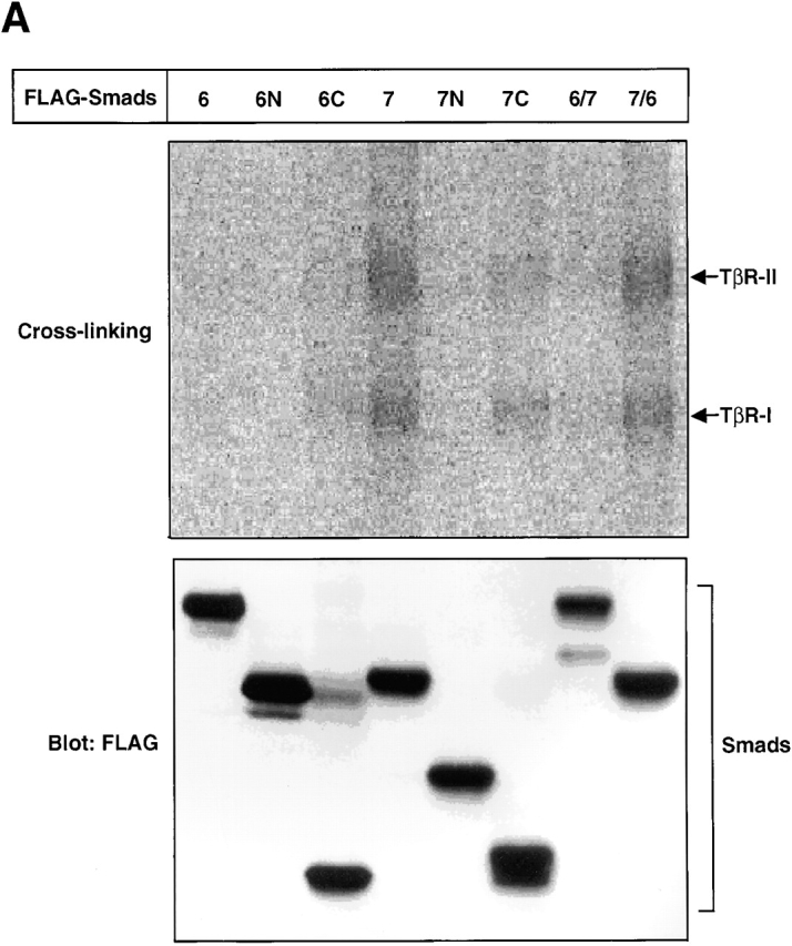 Figure 7.