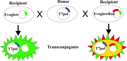 FIG. 1.