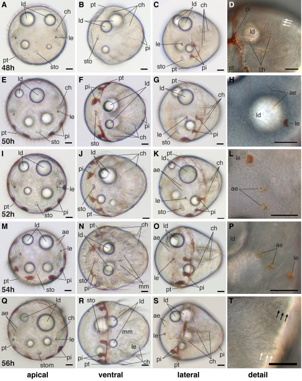 Figure 17