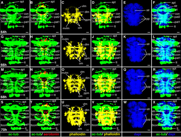 Figure 21