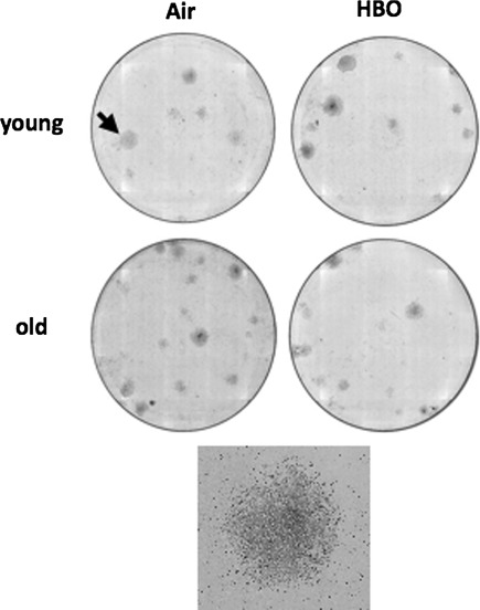 Fig. 3