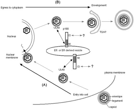 FIG. 10.