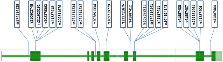 Fig. 1