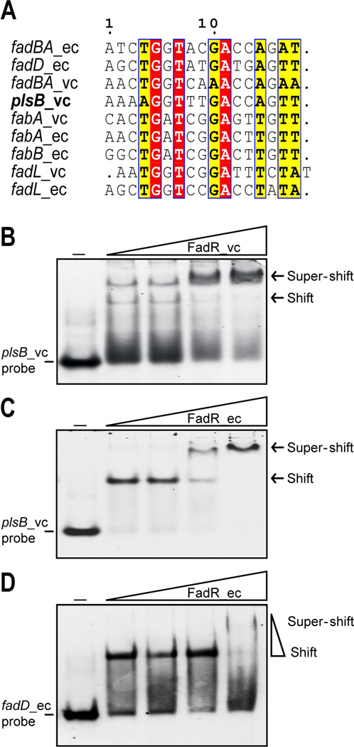 Fig. 5