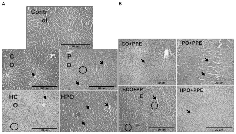 Fig. 10