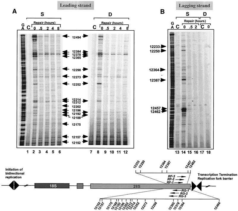 FIG. 7