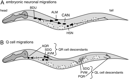 Figure 1.—