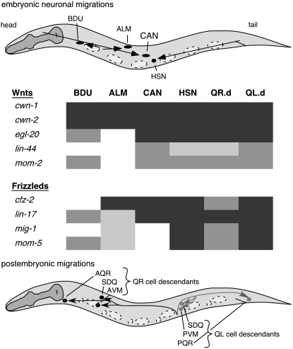 Figure 10.—