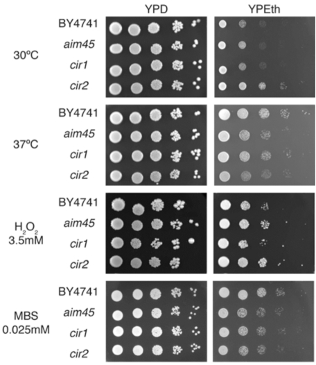 Fig. (2)