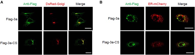 FIGURE 3