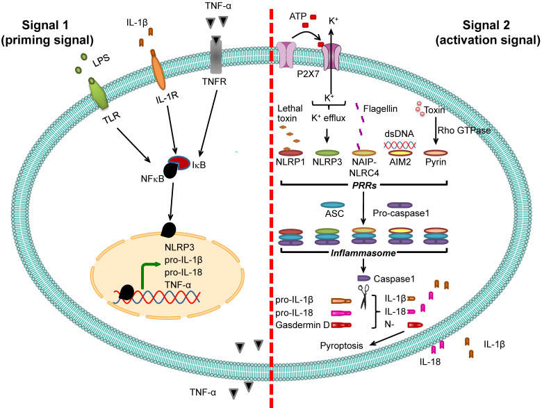 Figure 2