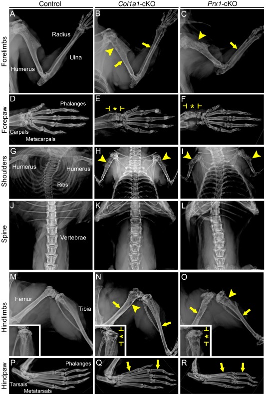 graphic file with name Foster_et_al_Supp_Fig_1_2_15-16.jpg