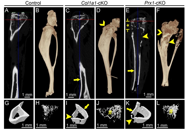 graphic file with name Foster_et_al_Supp_Fig_3_4_5-16.jpg