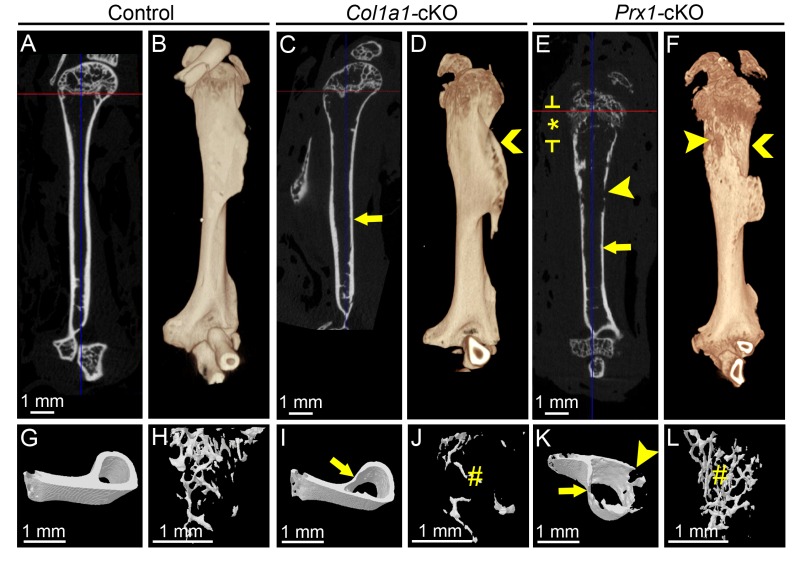 graphic file with name Foster_et_al_Supp_Fig_2_4-5_16.jpg