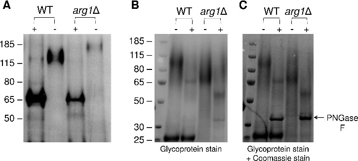 Figure 9.