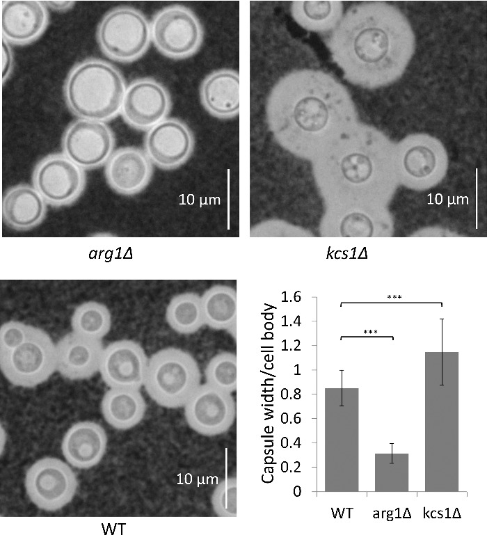 Figure 7.