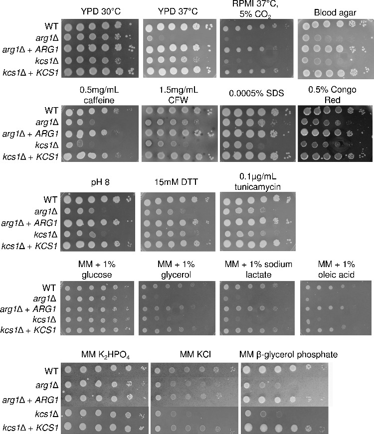 Figure 4.