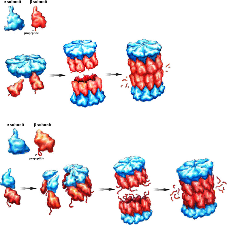 Fig. 1