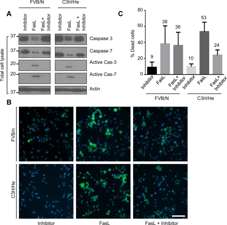 FIGURE 4: