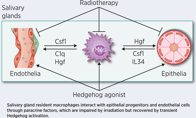 graphic file with name nihms-1634717-f0007.jpg