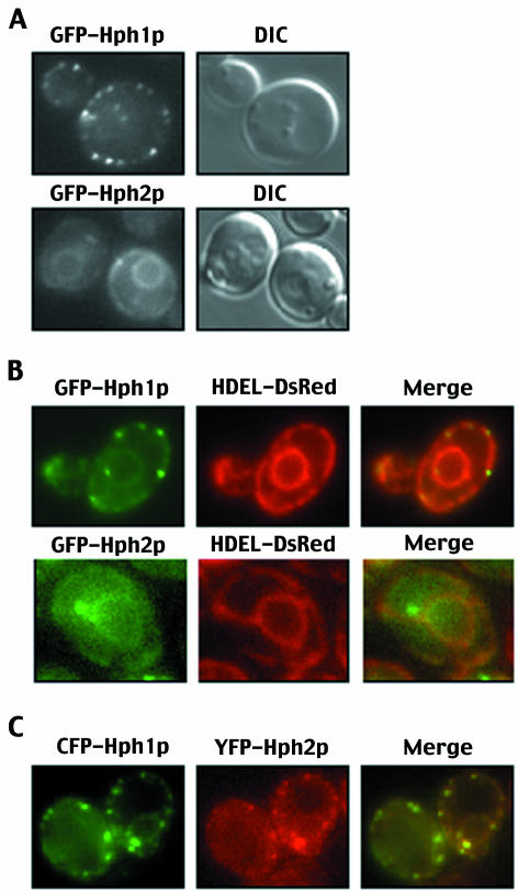 FIG. 6.