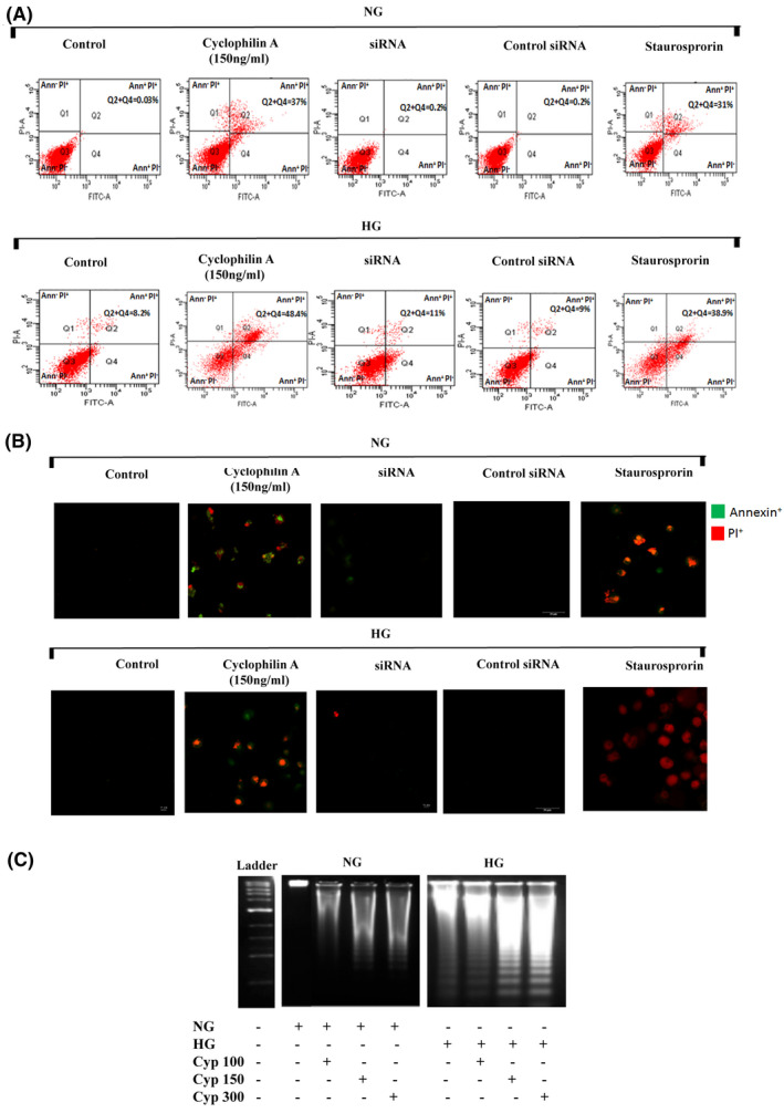 FIGURE 4