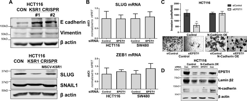 Figure 5—figure supplement 1.