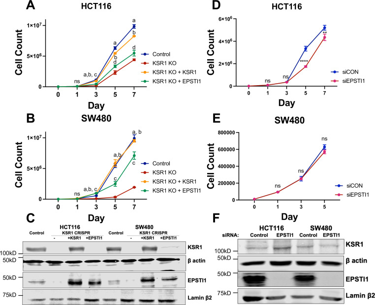 Figure 6—figure supplement 1.