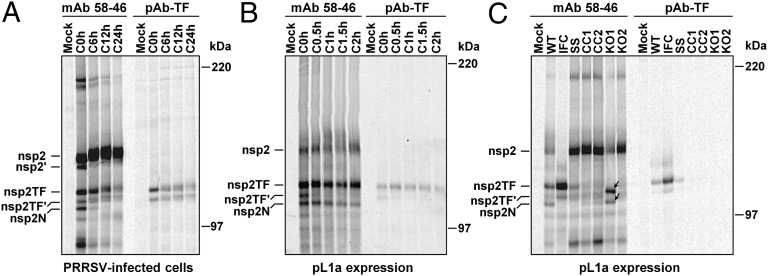 Fig. 5.