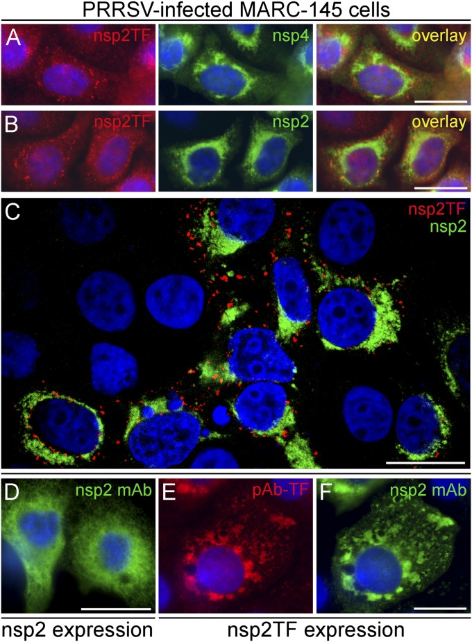 Fig. 7.