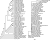 F<sc>ig</sc>. 2.—