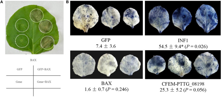 FIGURE 7