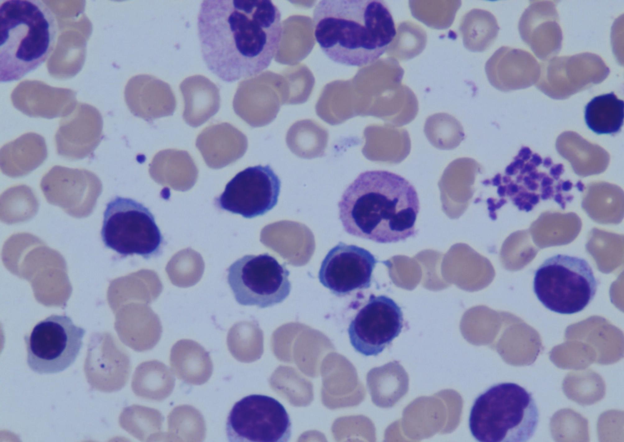 Fig. 1