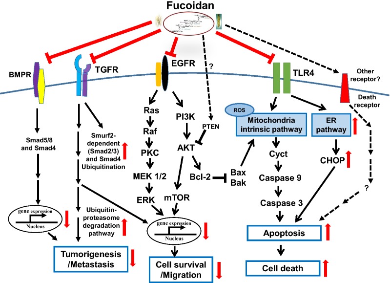 Clinical applications of fucoidan in translational medicine for ...