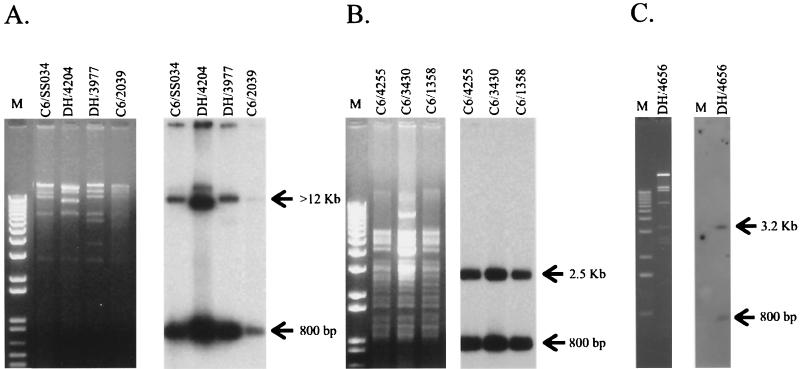 FIG. 1.